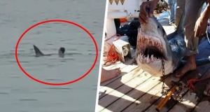 Акула напала на туриста