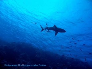 Акула укусила туристку на Гавайских островах