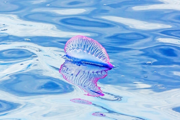 Опасные медузы в Бенидорме